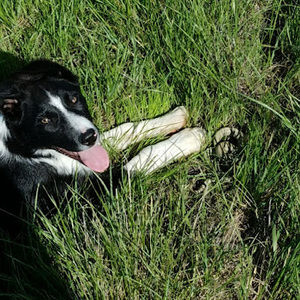 Meet your Posher, Charlie